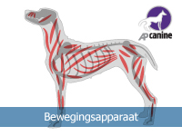Bewegingsapparaat