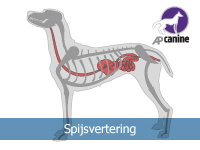 Spijsvertering