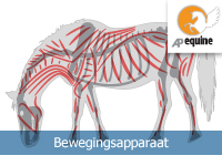 Bewegingsapparaat