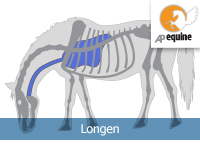 Longen en hart