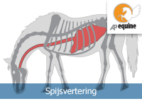Spijsvertering