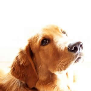 Honden