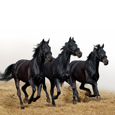 Paarden