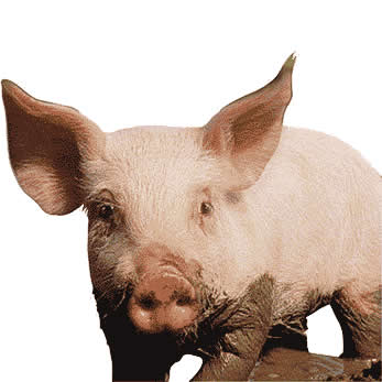 Varkens