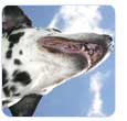 Animal Pharma voor uw hond