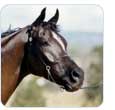 Animal Pharma voor uw paard