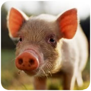 Animal Pharma voor uw varkens
